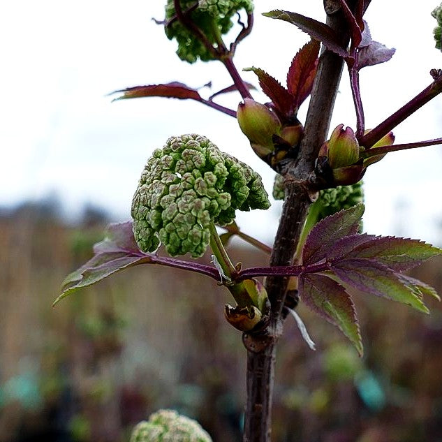 Roter Holunder (Sambucus racemosa)