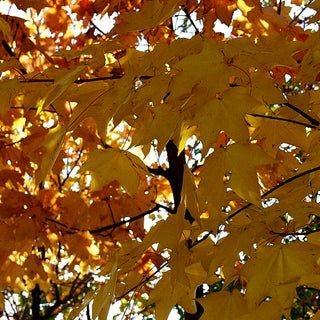 Roter Kolchischer Ahorn 'Rubrum' (Acer cappadocicum)