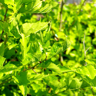 Roter Maulbeerbaum (Morus rubra)