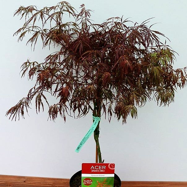 Roter Schlitz-Ahorn 'Crimson Queen' (Acer palmatum)