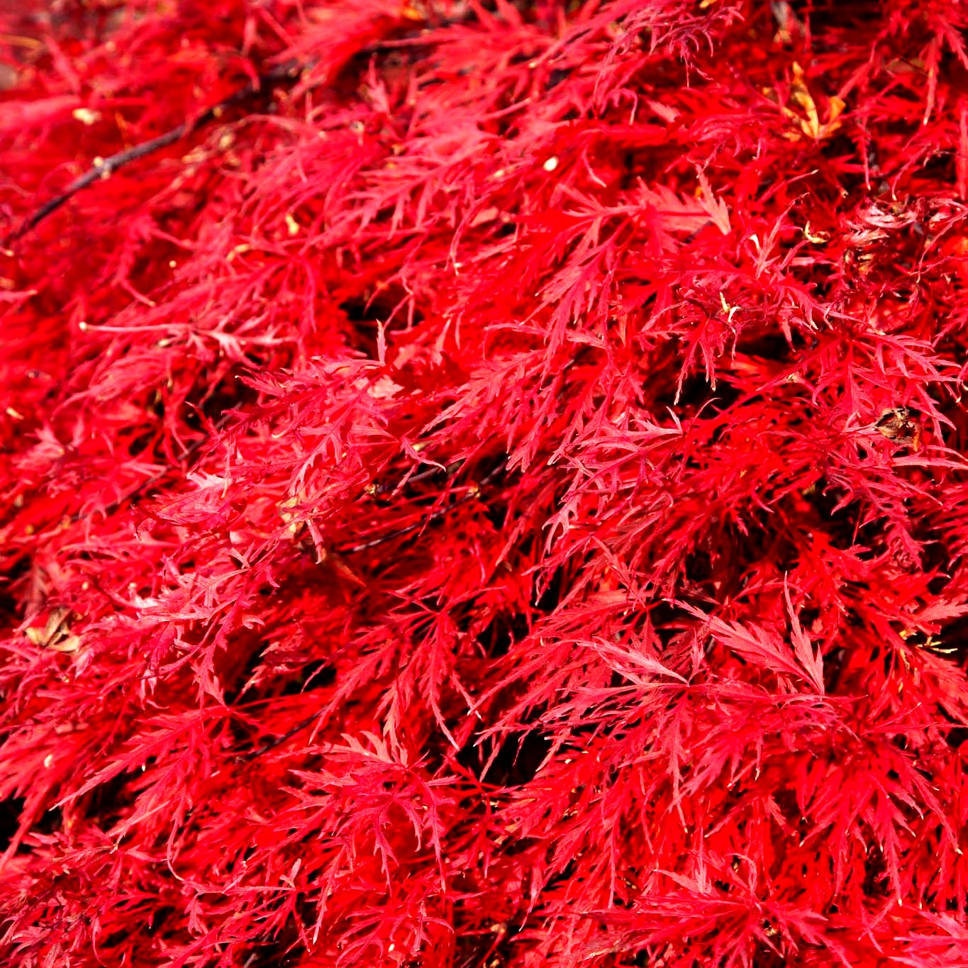 Roter Schlitz-Ahorn 'Crimson Queen' (Acer palmatum)