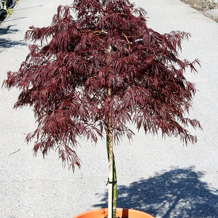 Roter Schlitz-Ahorn 'Crimson Queen' (Acer palmatum)