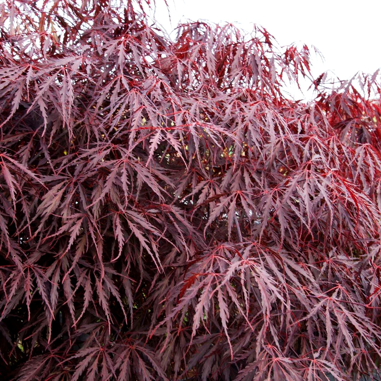 Roter Schlitz-Ahorn 'Dissectum Garnet' (Acer palmatum)
