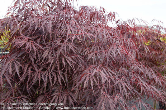 Roter Schlitz-Ahorn 'Dissectum Garnet' (Acer palmatum)