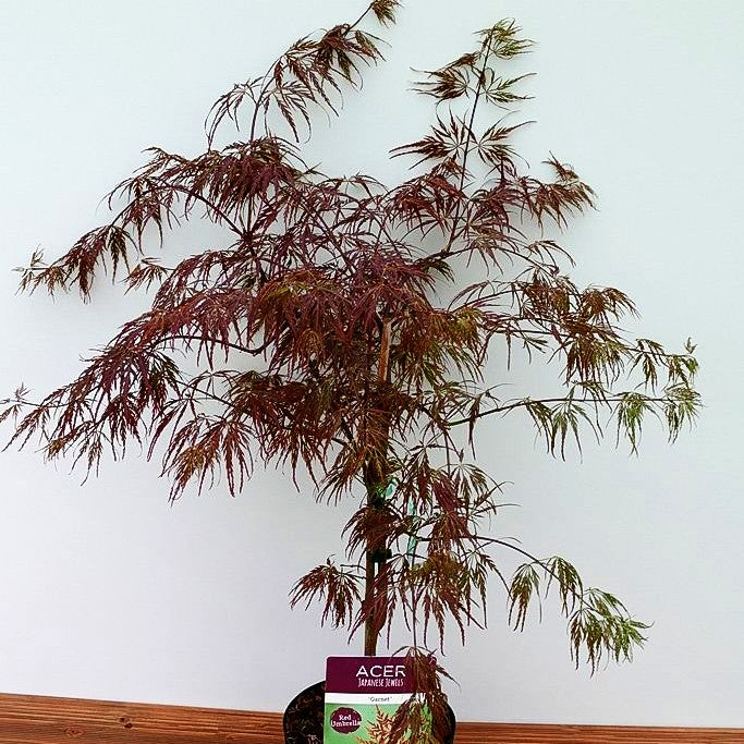 Roter Schlitz-Ahorn 'Dissectum Garnet' (Acer palmatum)