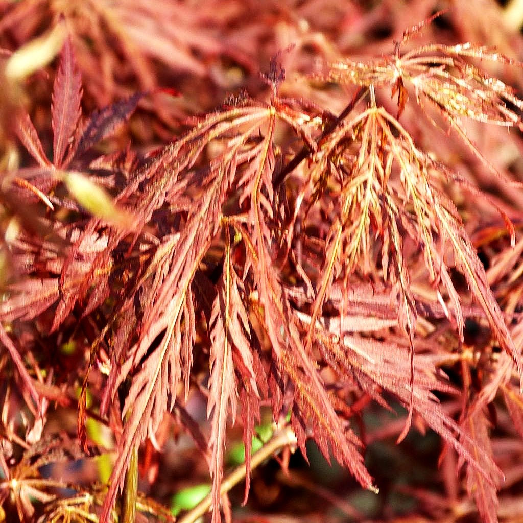 Roter Schlitz-Ahorn 'Dissectum Garnet' (Acer palmatum)