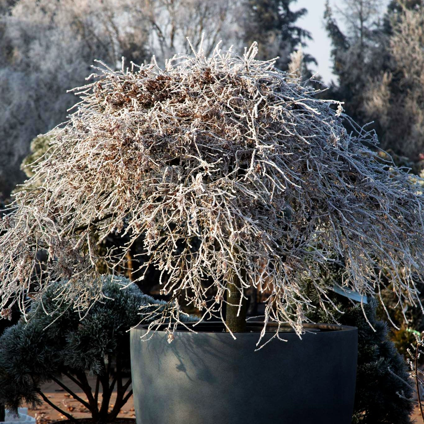Roter Schlitz-Ahorn 'Dissectum Garnet' (Acer palmatum)