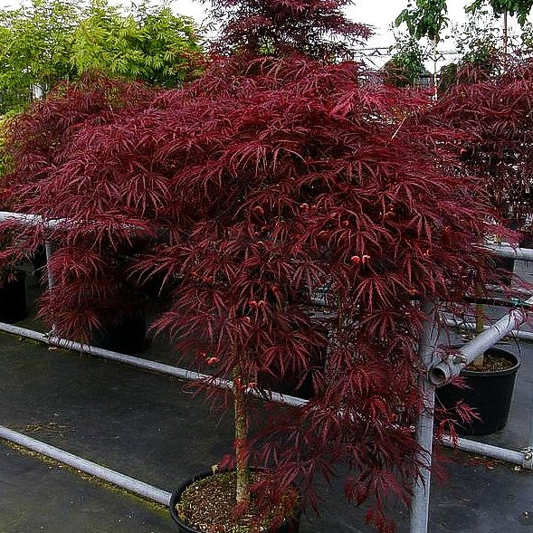 Roter Schlitz-Ahorn 'Dissectum Garnet' (Acer palmatum)