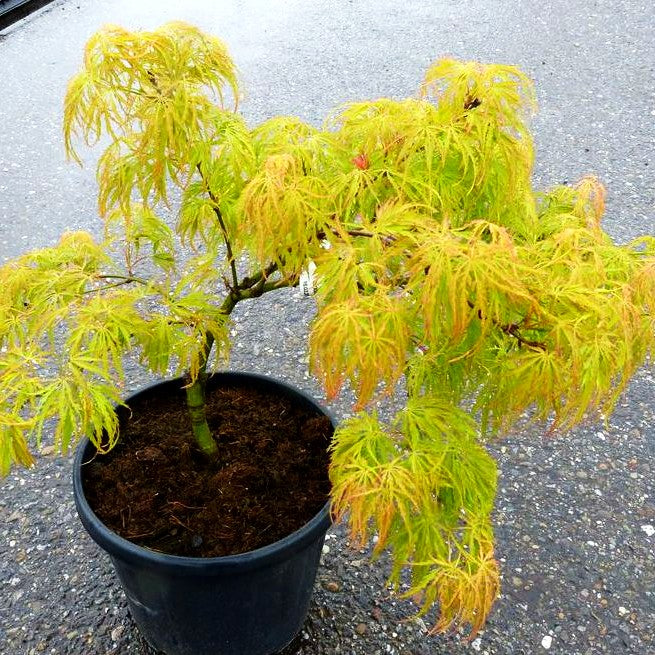Roter Schlitz-Ahorn 'Dissectum Red Autumn Lace' (Acer palmatum)