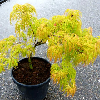 Roter Schlitz-Ahorn 'Dissectum Red Autumn Lace' (Acer palmatum)