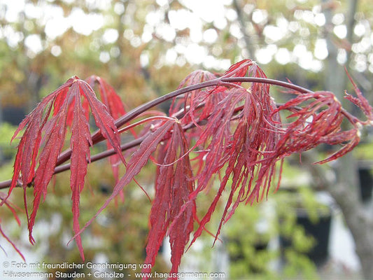 Roter Schlitz-Ahorn 'Firecracker' (Acer palmatum)