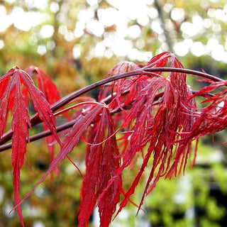 Roter Schlitz-Ahorn 'Firecracker' (Acer palmatum)
