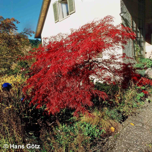 Roter Schlitz-Ahorn 'Ornatum' (Acer palmatum)