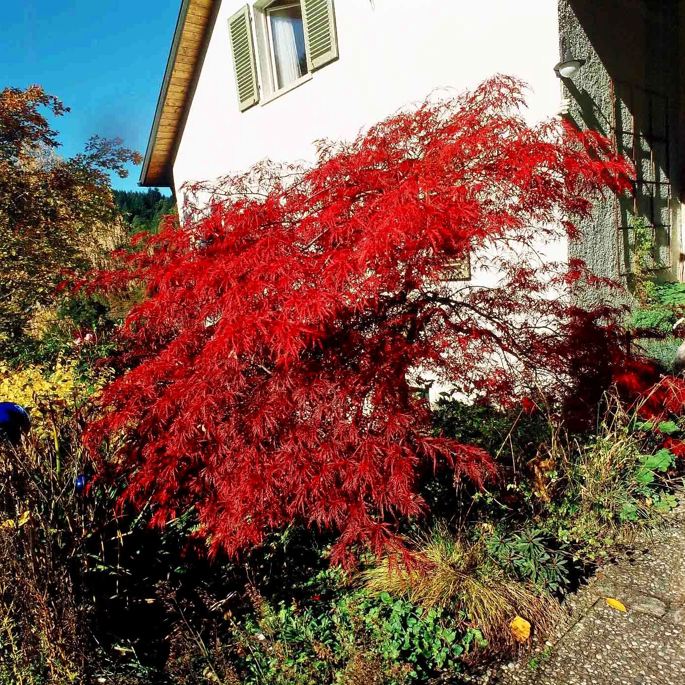 Roter Schlitz-Ahorn 'Ornatum' (Acer palmatum)