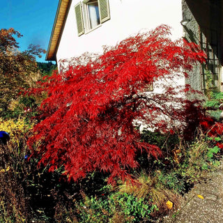 Roter Schlitz-Ahorn 'Ornatum' (Acer palmatum)