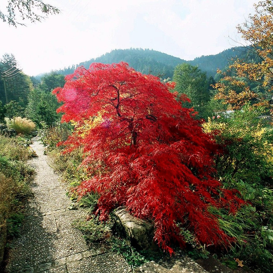 Roter Schlitz-Ahorn 'Ornatum' (Acer palmatum)