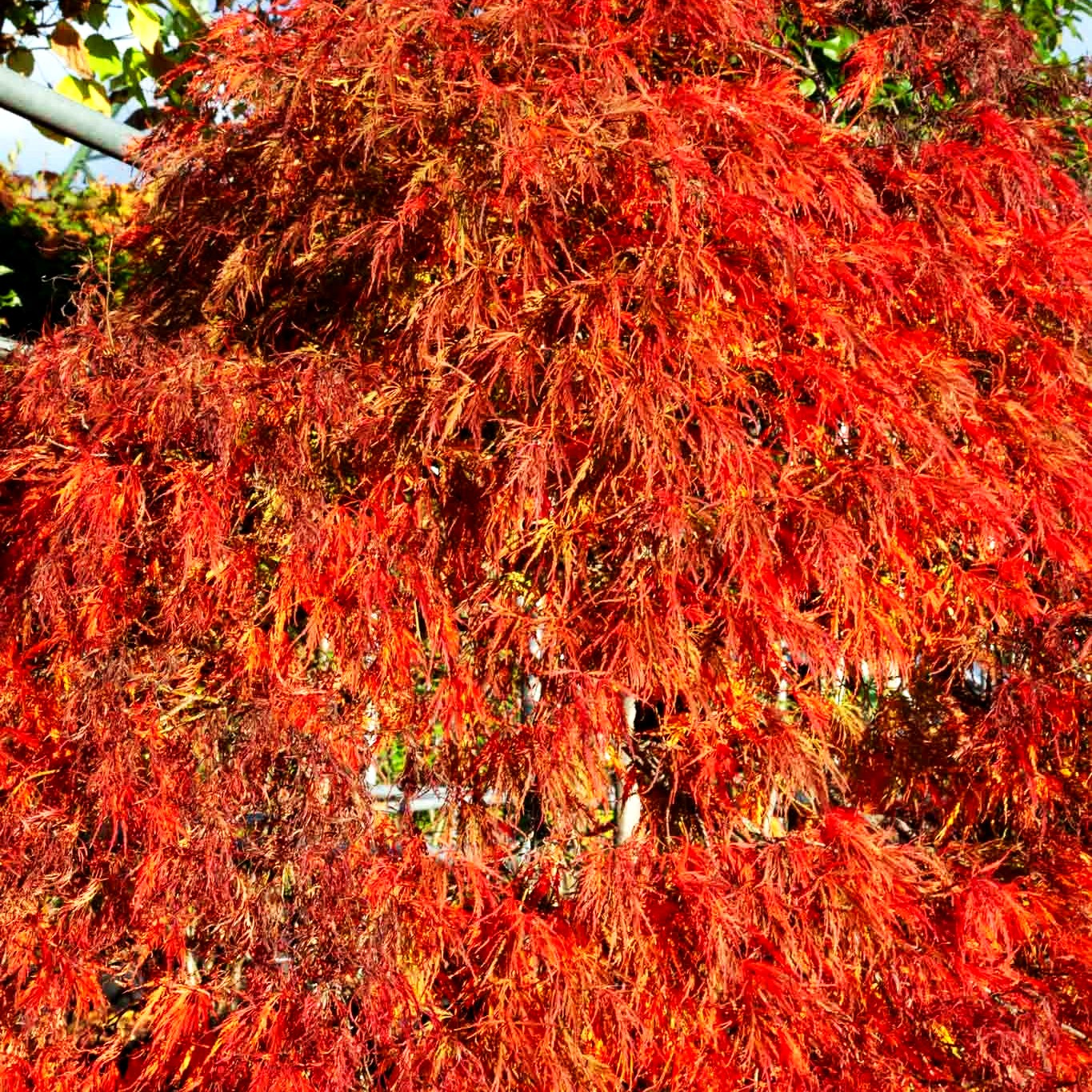 Roter Schlitz-Ahorn 'Ornatum' (Acer palmatum)