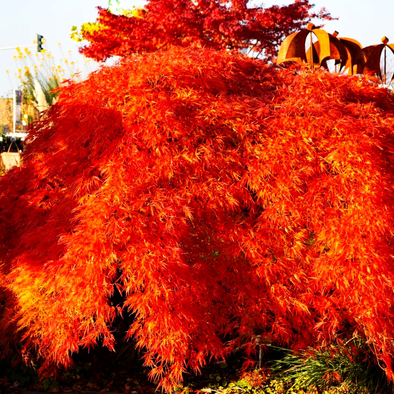 Roter Schlitz-Ahorn 'Ornatum' (Acer palmatum)