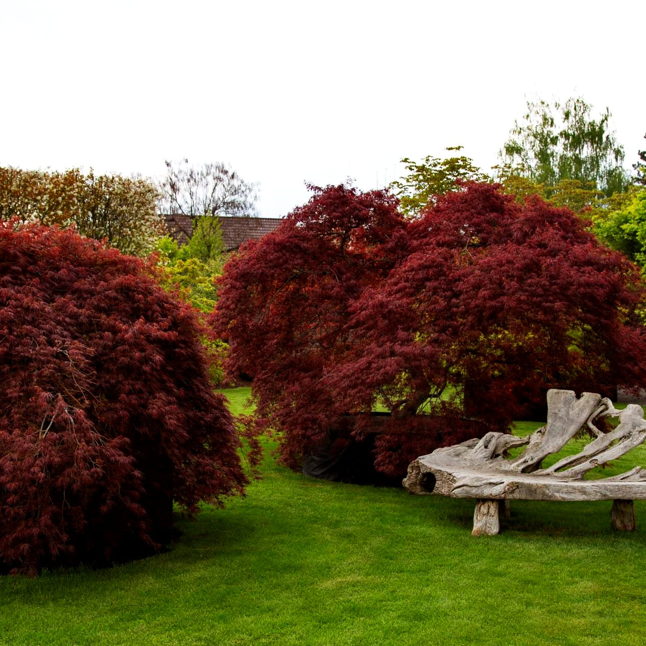 Roter Schlitz-Ahorn 'Ornatum' (Acer palmatum)