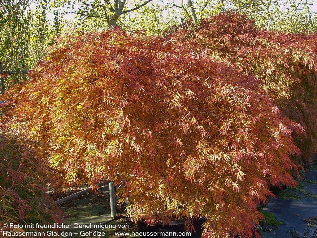 Roter Schlitz-Ahorn 'Ornatum' (Acer palmatum)