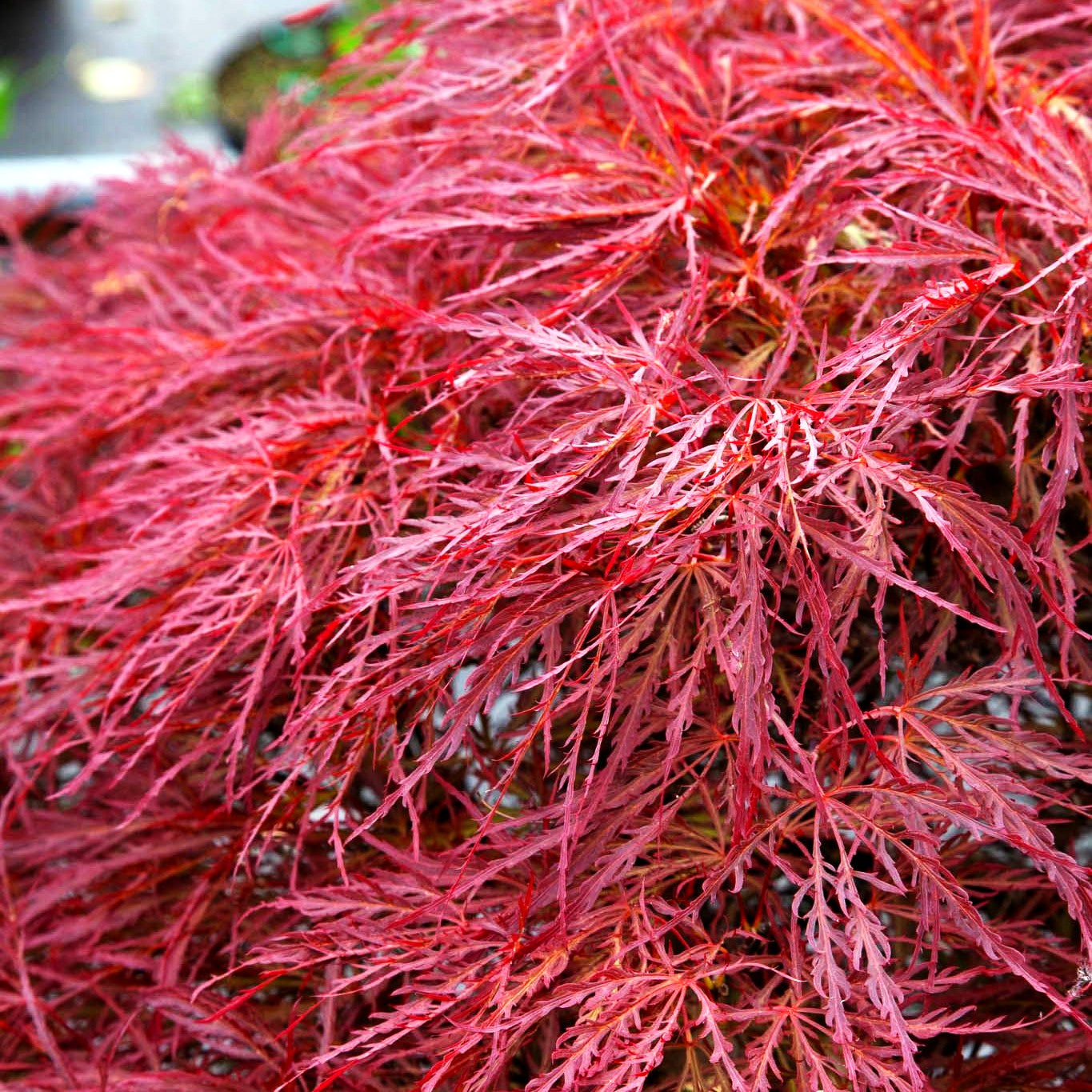 Roter Schlitz-Ahorn 'Pink Filigree' (Acer palmatum)