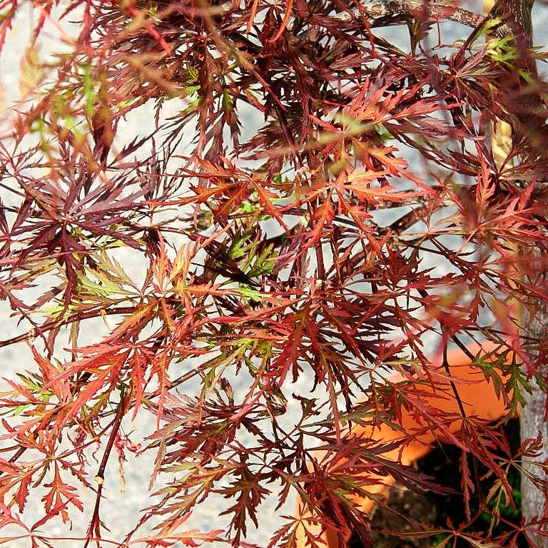 Roter Schlitz-Ahorn 'Red Dragon' (Acer palmatum)