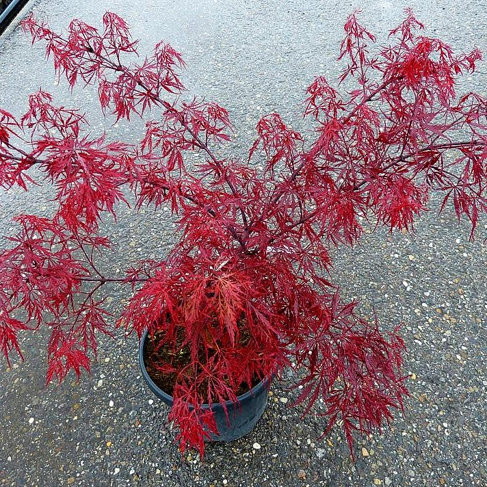 Roter Schlitz-Ahorn 'Stella Rossa' (Acer palmatum)