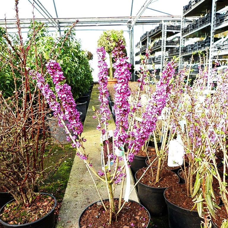Roter Seidelbast 'Rubra Select' (Daphne mezereum)