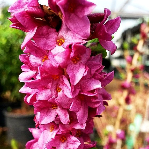 Roter Seidelbast 'Rubra Select' (Daphne mezereum)