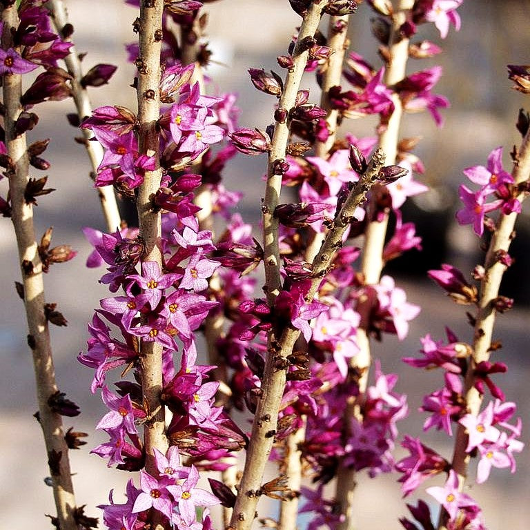 Roter Seidelbast 'Rubra Select' (Daphne mezereum)