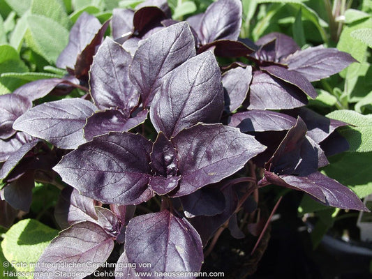 Rotes Basilikum 'Rubin' (Ocimum basilicum)