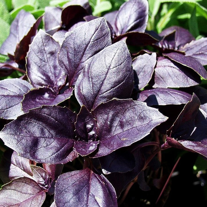 Rotes Basilikum 'Rubin' (Ocimum basilicum)