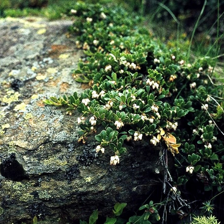 Rotfrüchtige Bärentraube (Arctostaphylos uva-ursi)