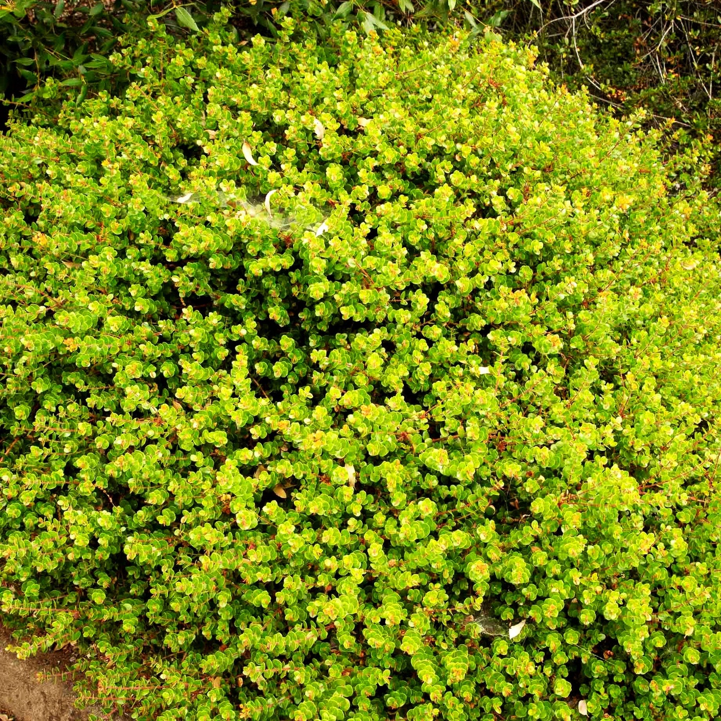 Rotfrüchtige Bärentraube (Arctostaphylos uva-ursi)
