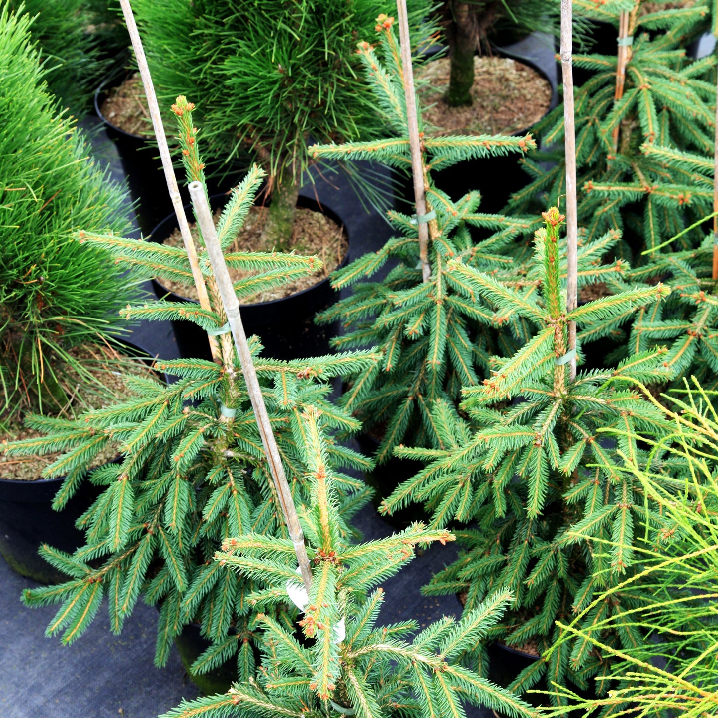 Rothenhaus-Fichte 'Rothenhaus' (Picea abies)