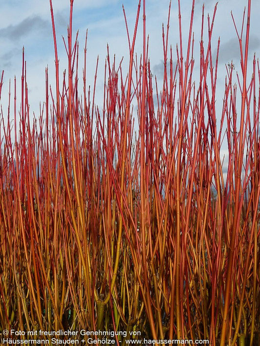 Rotholz-Hartriegel 'Cardinal' (Cornus stolonifera)