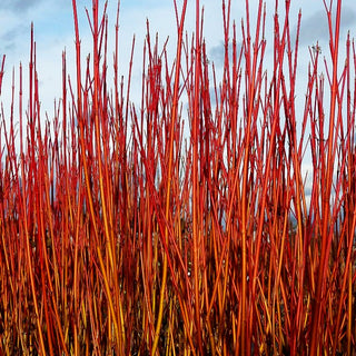 Rotholz-Hartriegel 'Cardinal' (Cornus stolonifera)