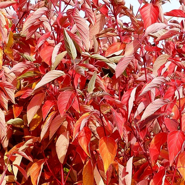 Rotholz-Hartriegel 'Cardinal' (Cornus stolonifera)