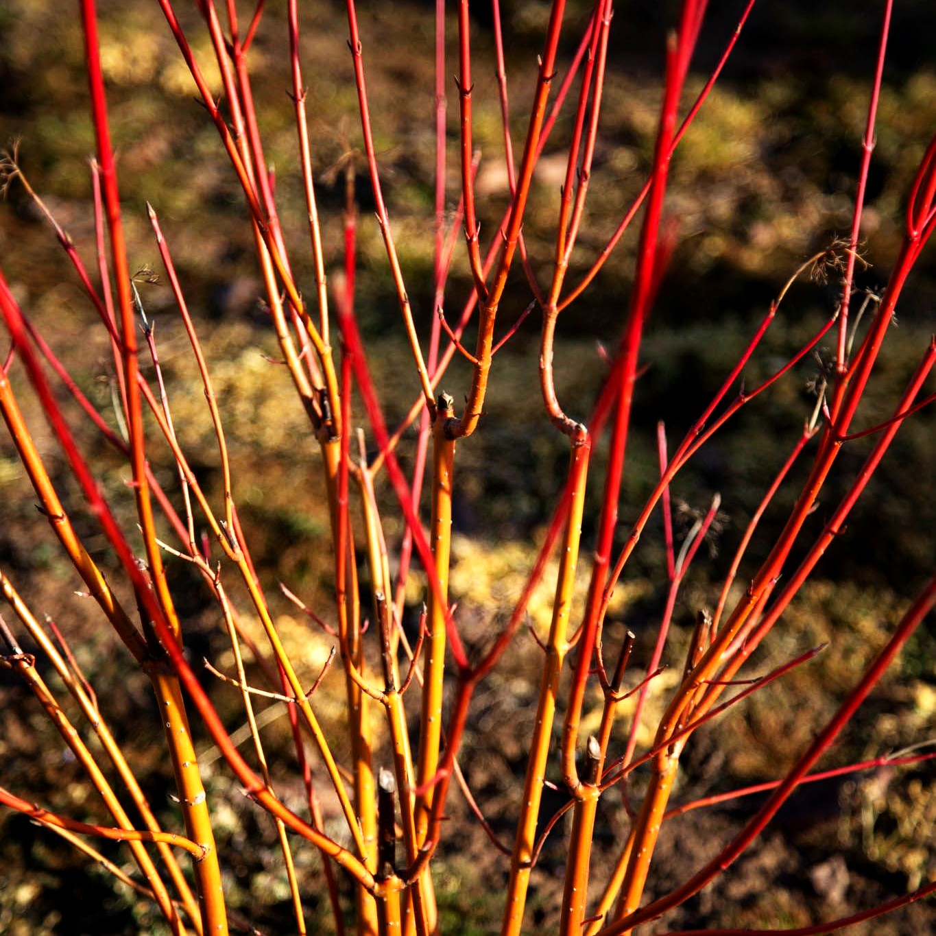 Rotholz-Hartriegel 'Cardinal' (Cornus stolonifera)