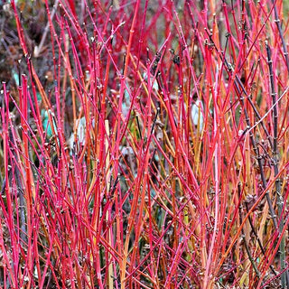 Rotholziger Fächer-Ahorn 'Sangokaku' (Acer palmatum)