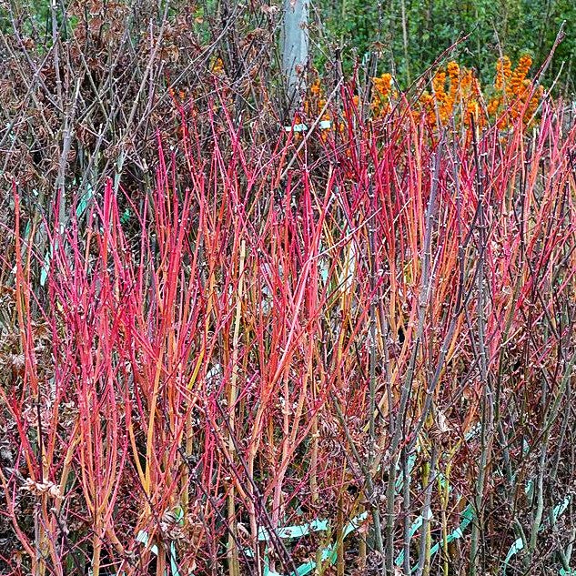 Rotholziger Fächer-Ahorn 'Sangokaku' (Acer palmatum)