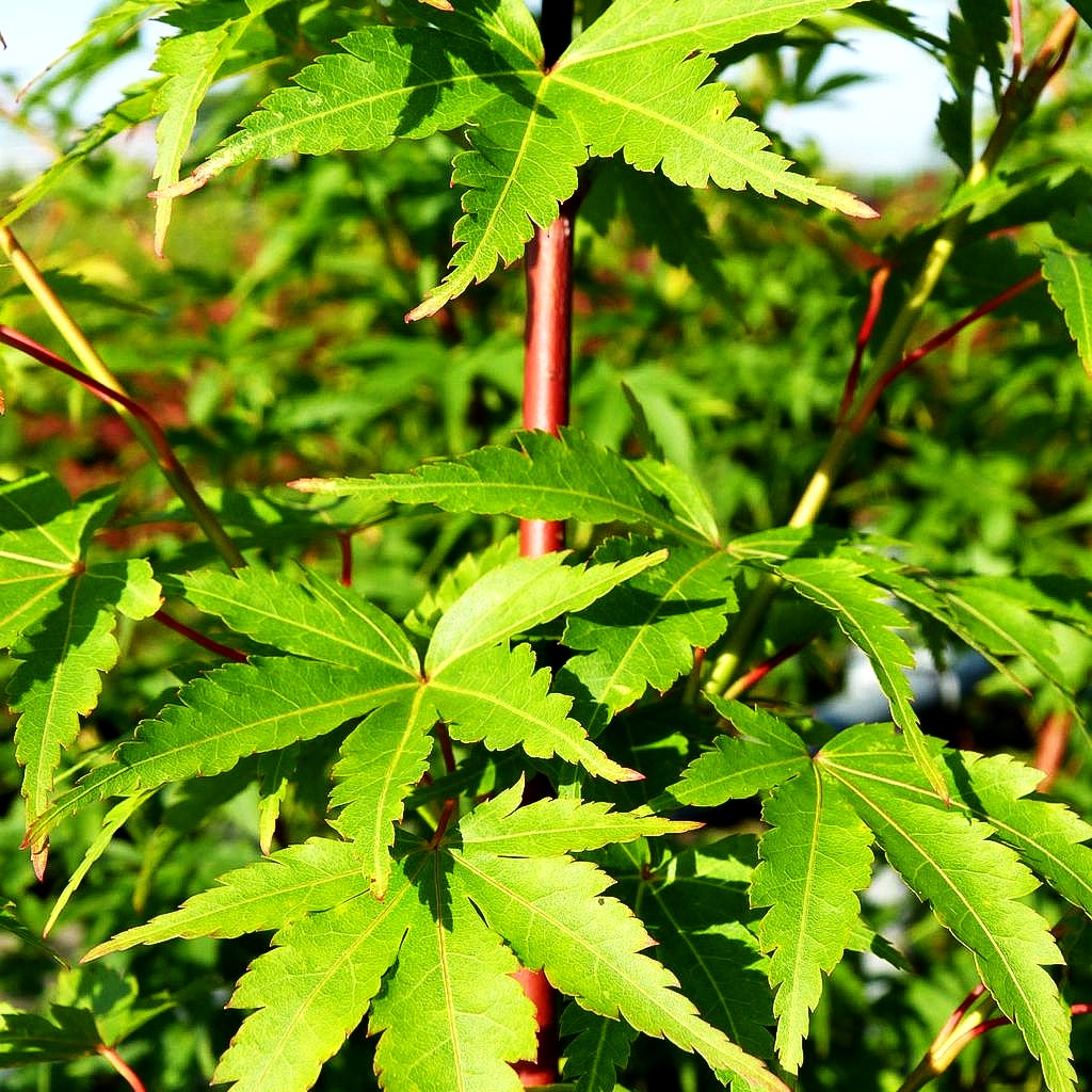 Rotholziger Fächer-Ahorn 'Sangokaku' (Acer palmatum)