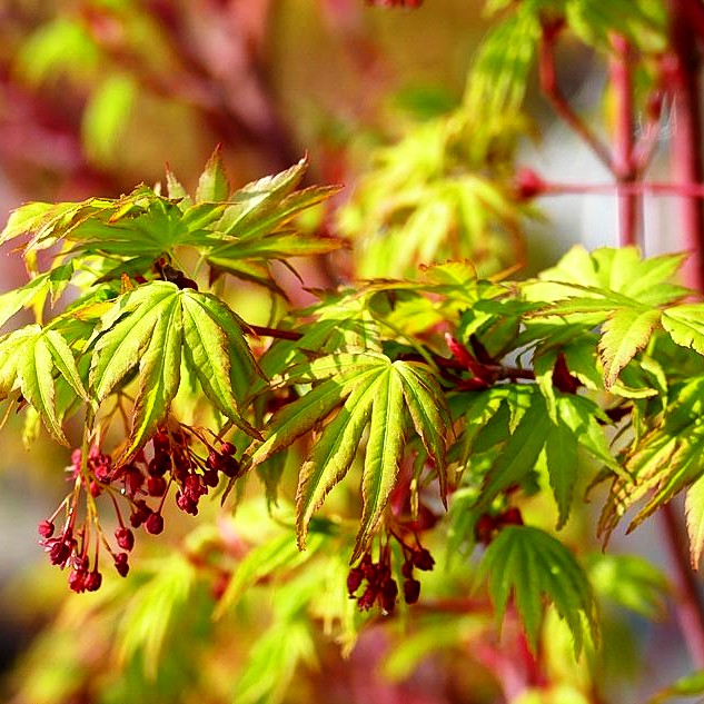 Rotholziger Fächer-Ahorn 'Sangokaku' (Acer palmatum)