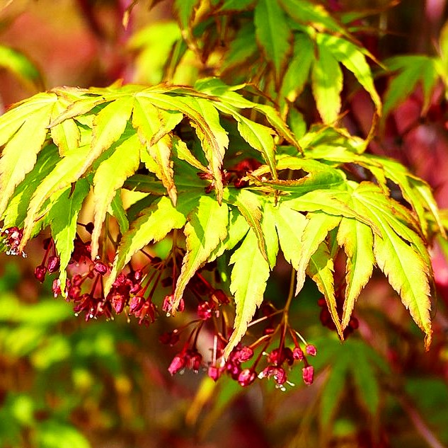 Rotholziger Fächer-Ahorn 'Sangokaku' (Acer palmatum)