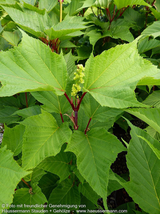 Rotholziger Streifen-Ahorn 'Mozart' (Acer x conspicuum)
