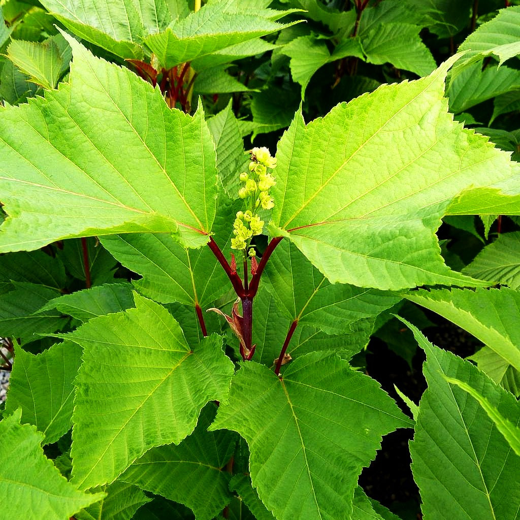 Rotholziger Streifen-Ahorn 'Mozart' (Acer x conspicuum)