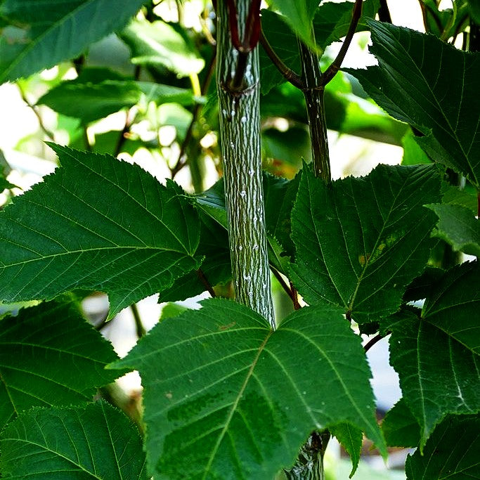 Rotholziger Streifen-Ahorn 'Mozart' (Acer x conspicuum)