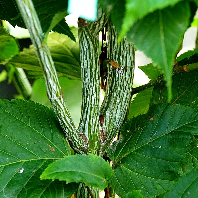 Rotholziger Streifen-Ahorn 'Mozart' (Acer x conspicuum)