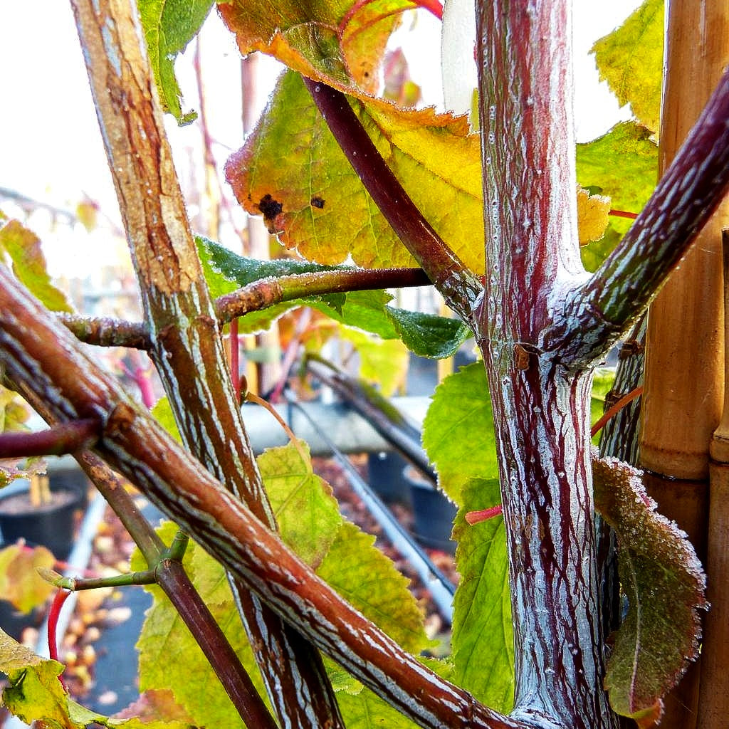 Rotholziger Streifen-Ahorn 'Mozart' (Acer x conspicuum)