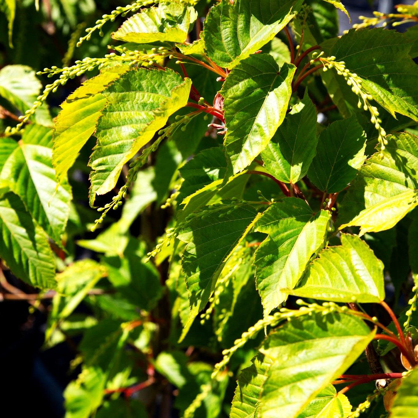 Rotholziger Streifen-Ahorn 'Mozart' (Acer x conspicuum)